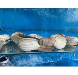 Tu hài sống