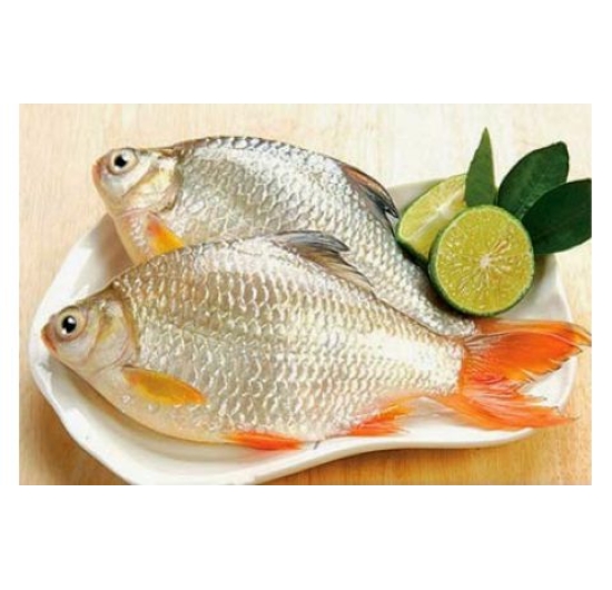 CÁ MÈ DINH
