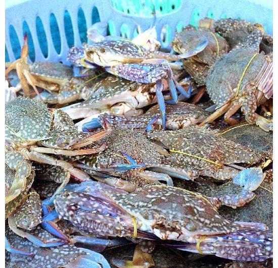 GHẸ XANH GIÁ SỈ