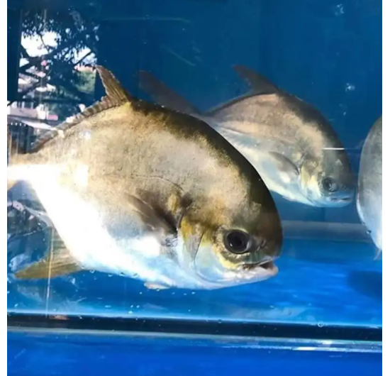 Cá chim biển