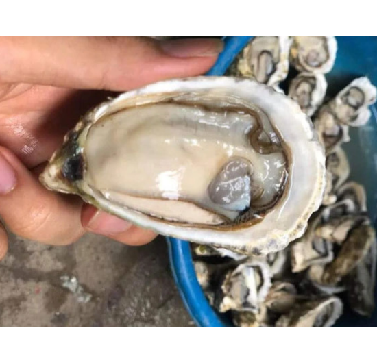 Hàu cồ