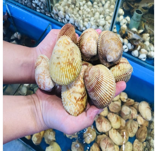 Sò dương