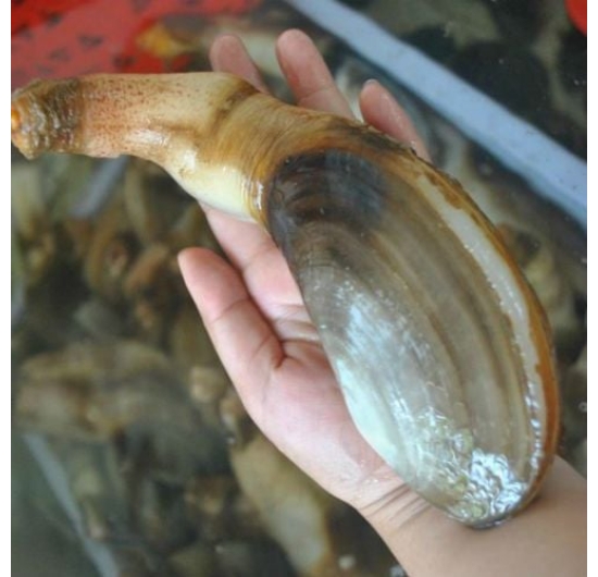 Tu hài sống
