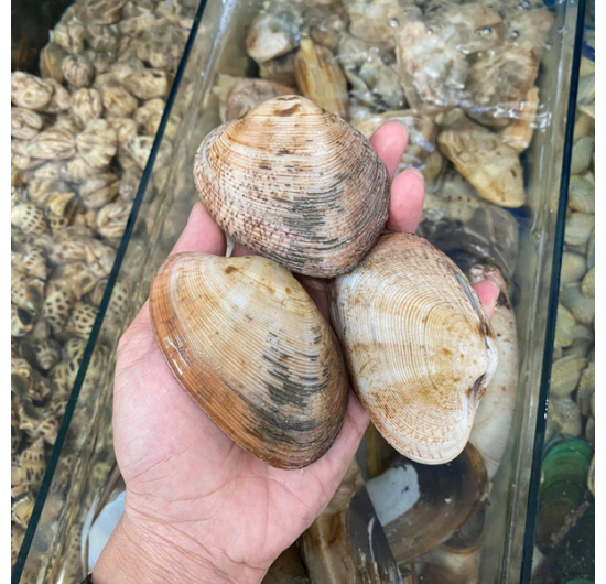 Ngao 2 còi