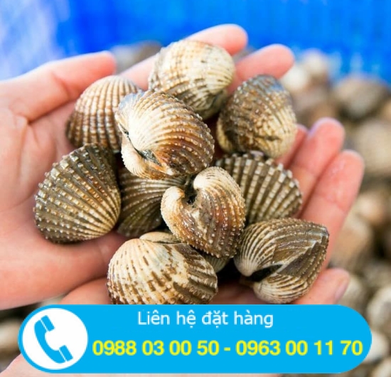 Sò huyết