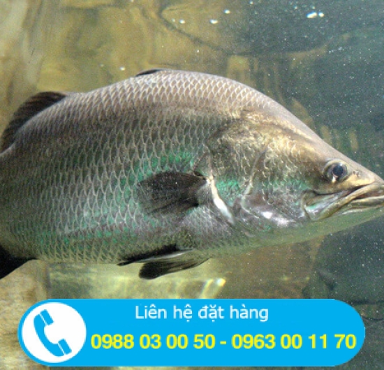 CÁ CHẼM