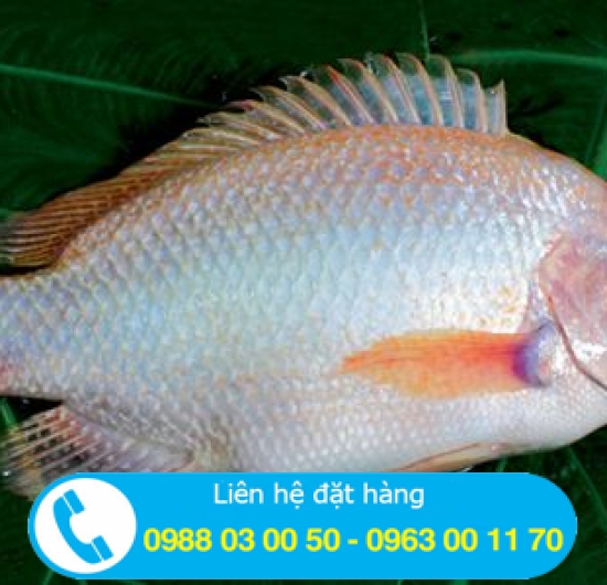 CÁ DIÊU HỒNG