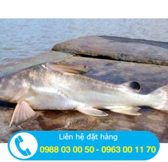 CÁ LĂNG