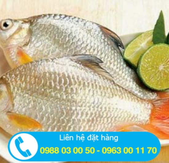 CÁ MÈ DINH
