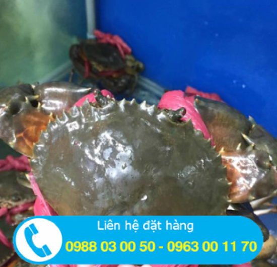 CUA GẠCH CÀ MAU