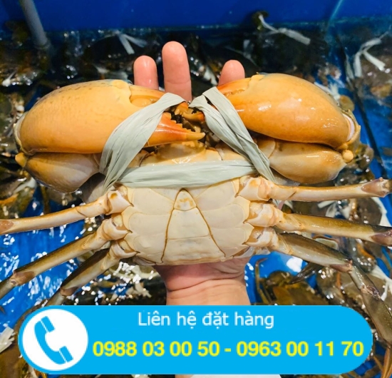 Cua thịt cà mau giá sỉ