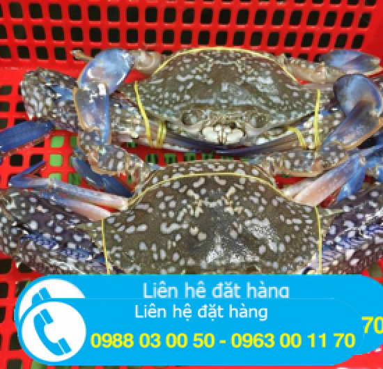 Cung cấp ghẹ biển tại khu vực chơn thành