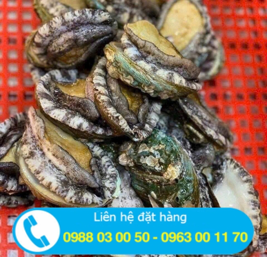 Bào ngư sống