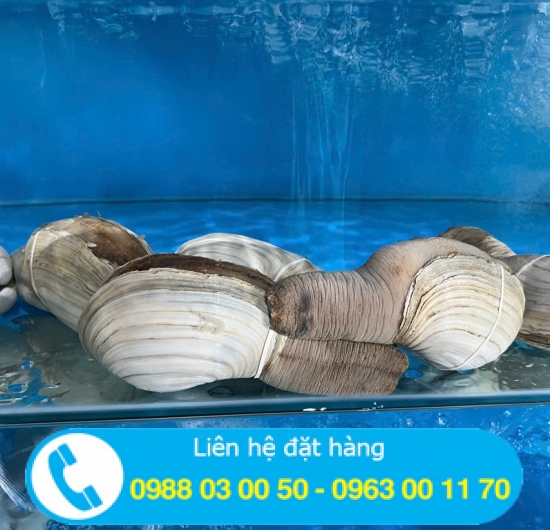 Tu hài sống