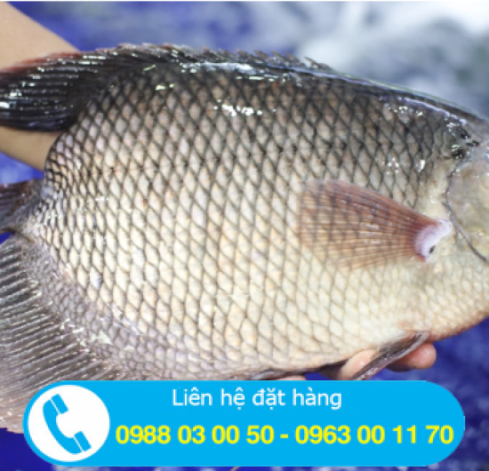 CÁ TAI TƯỢNG