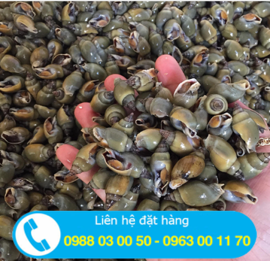 ốc cà na