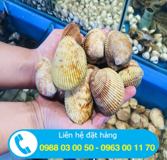 Sò dương