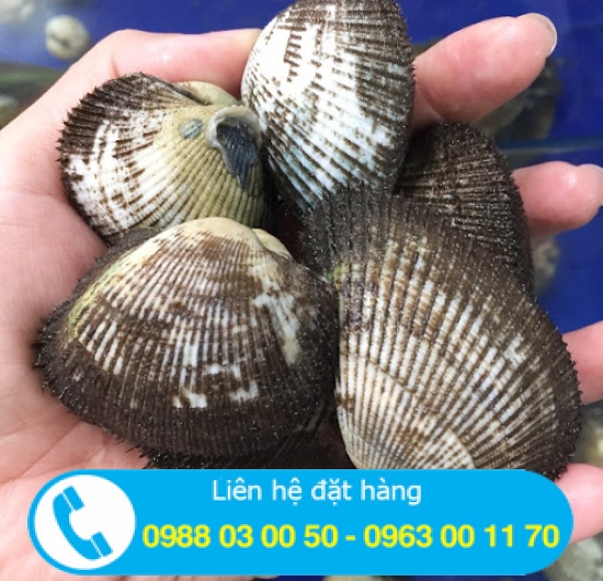 Sò lông